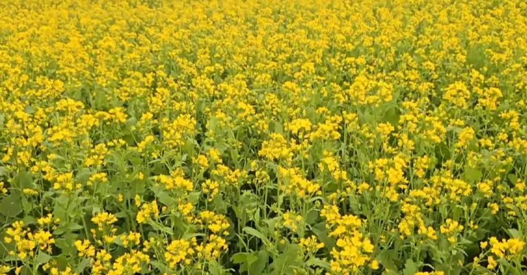 সরিষা চাষ করা হয়েছে